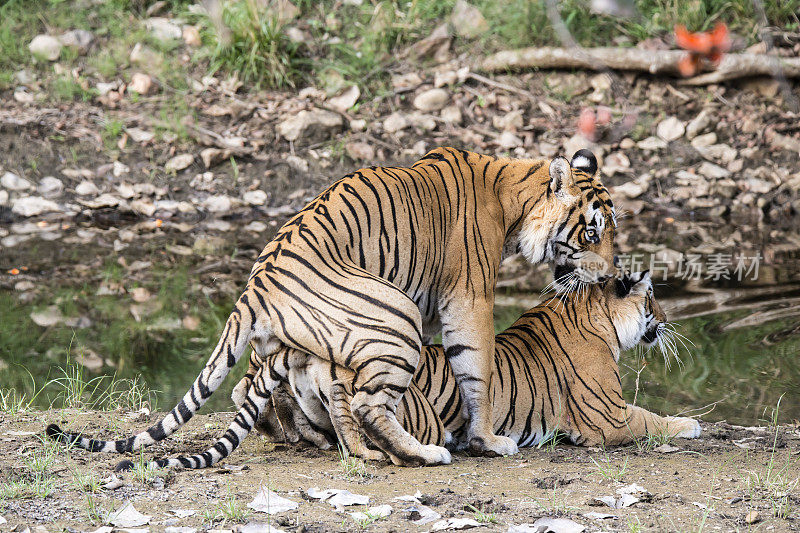 交配中的孟加拉虎(Panthera tigris tigris)， ranthambore国家公园